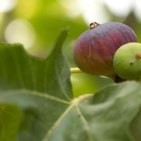 Parco Degli Aranci Acomodação com café da manhã Cutrofiano Exterior foto